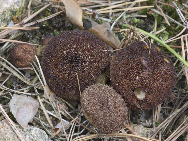 Lycoperdon nigrescens